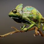 Chameleon Sculpt