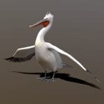 Dalmatian or Silver Pelican (Pelecanus crispus)