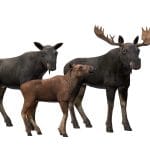 Moose Family