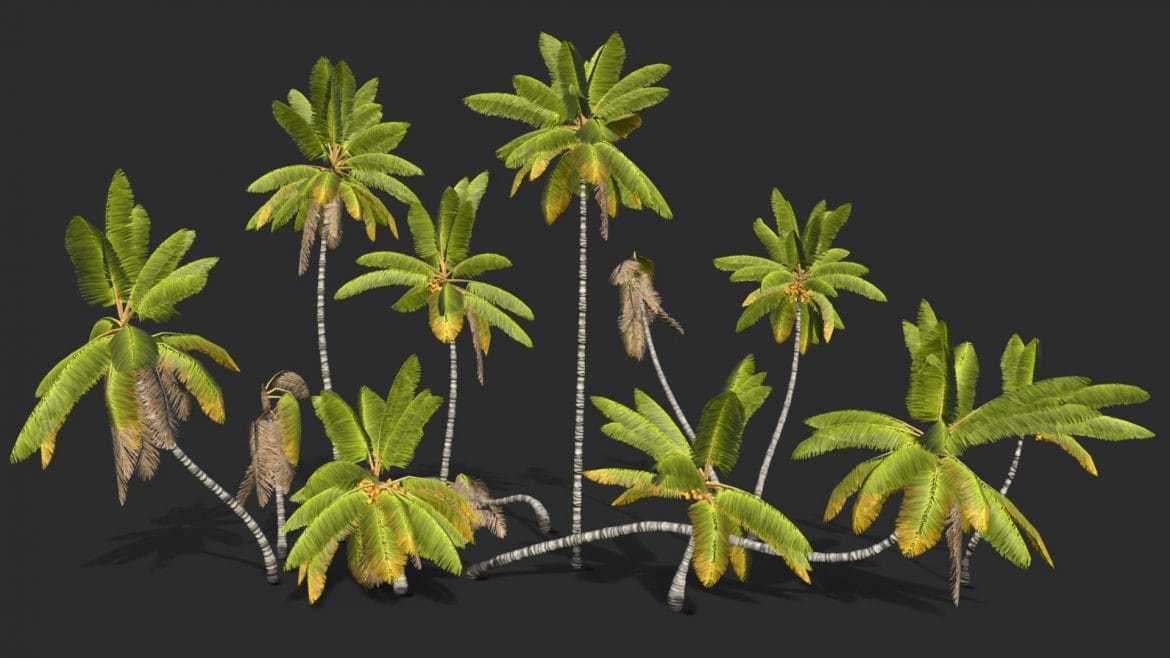 cocos nucifera asset 1.thumb