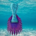 Mermaid Tail