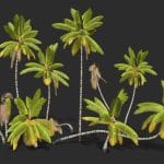 Cocos Nucifera Asset 1