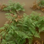 Fern Forest Realistic PBR Set Collection