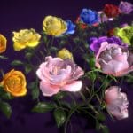 Flower Rose Bungaria