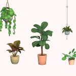 Happy Houseplant Set 01