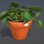 Heartleaf Philodendron