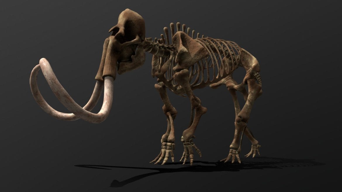 mammuthus primigenius skeleton.thumb