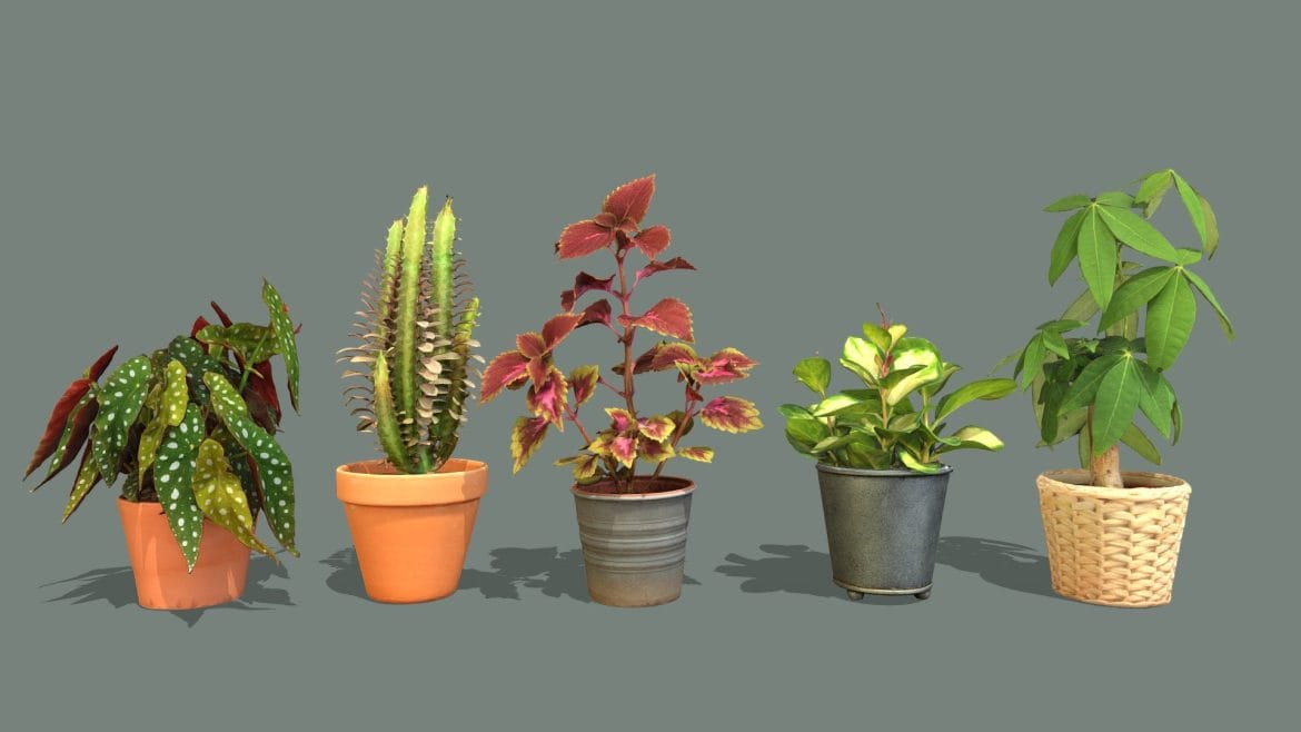 plants and houseplants pack 3.thumb