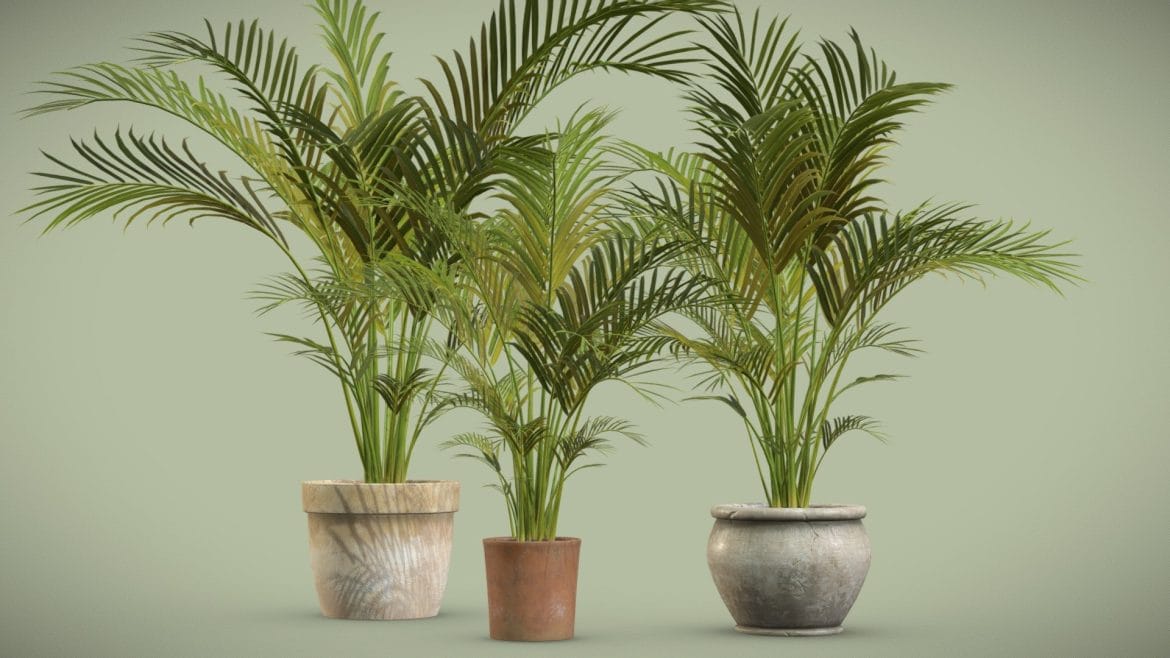 potted areca palm.thumb