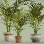 Potted Areca Palm
