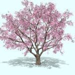 Sakura Tree Blossom cherry