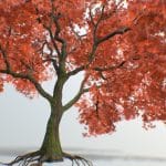Tree Maple 02