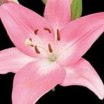 Anatomy of a Lilium (Photogrammetry)