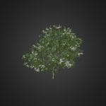 Apple Tree with Flowers 3D Model 3.7m