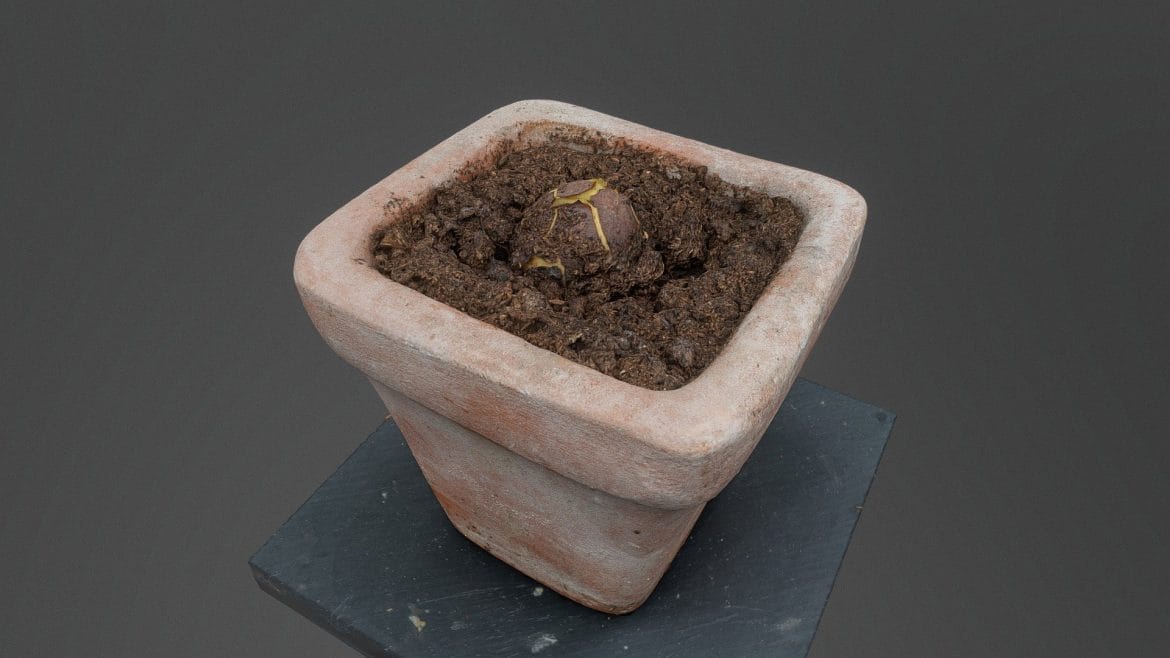 avocado kernel in flower pot.thumb