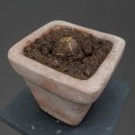 Avocado kernel in flower pot