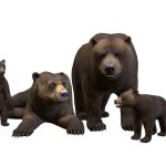 Bear Family