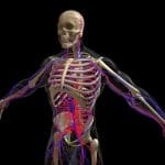 Circulatory System With Skeleton Female