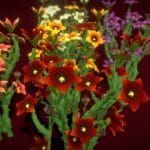 Flower Caralluma Socotrana