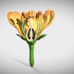 Flower cross section