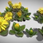 Flower Faucaria Tigrina