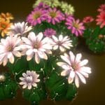 Flower Gymnocalycium Horstii