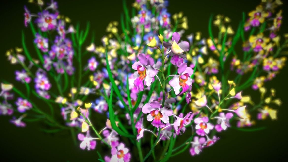 flower miss joanquim.thumb