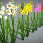 Flower Narcissus Tazetta