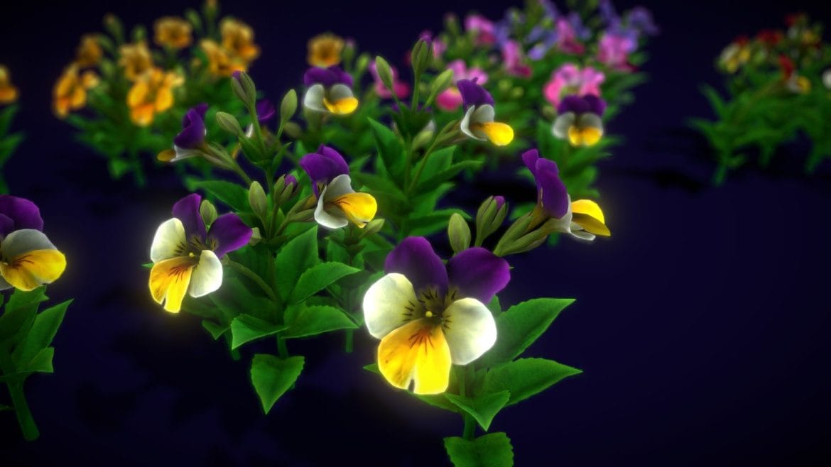 flower pansies.thumb