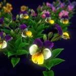 Flower Pansies
