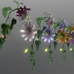 Flower Passifloraceae