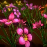 Flower Romulea Subfistulosa