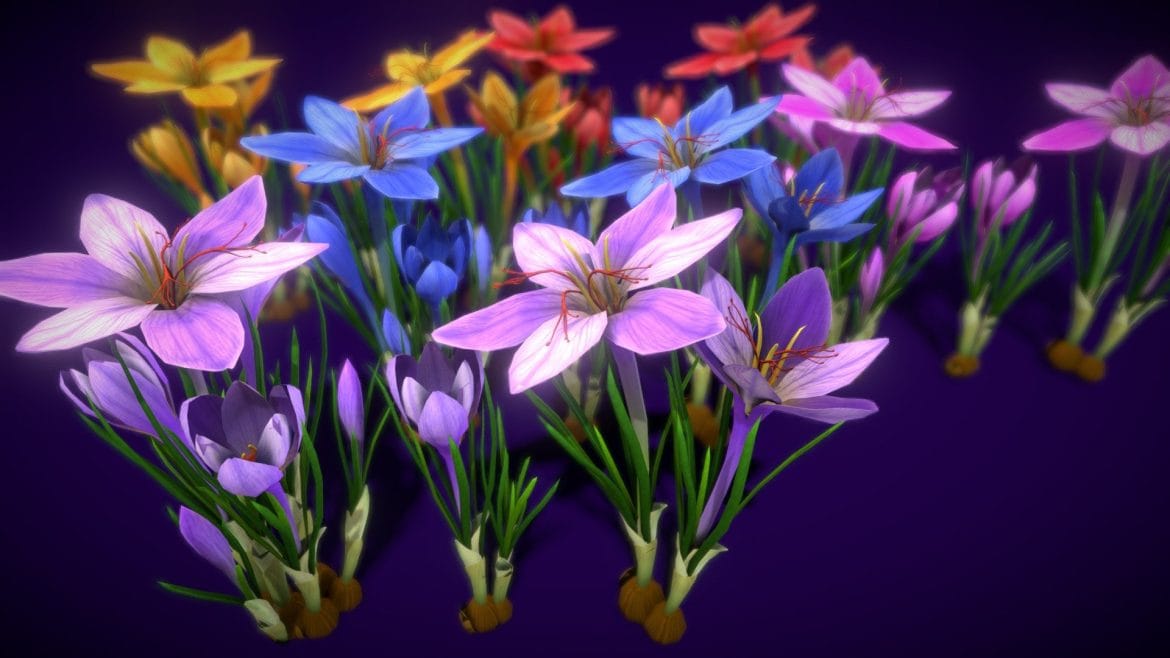 flower showy autumn crocus.thumb 2