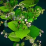 Flower Tilia Cordata