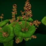 Flower UMBRELLA SUCCULENTS
