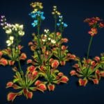 Flower Venus Flytrap