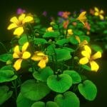 Flower Viola Biflora