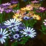Flower Whirligig Daisies