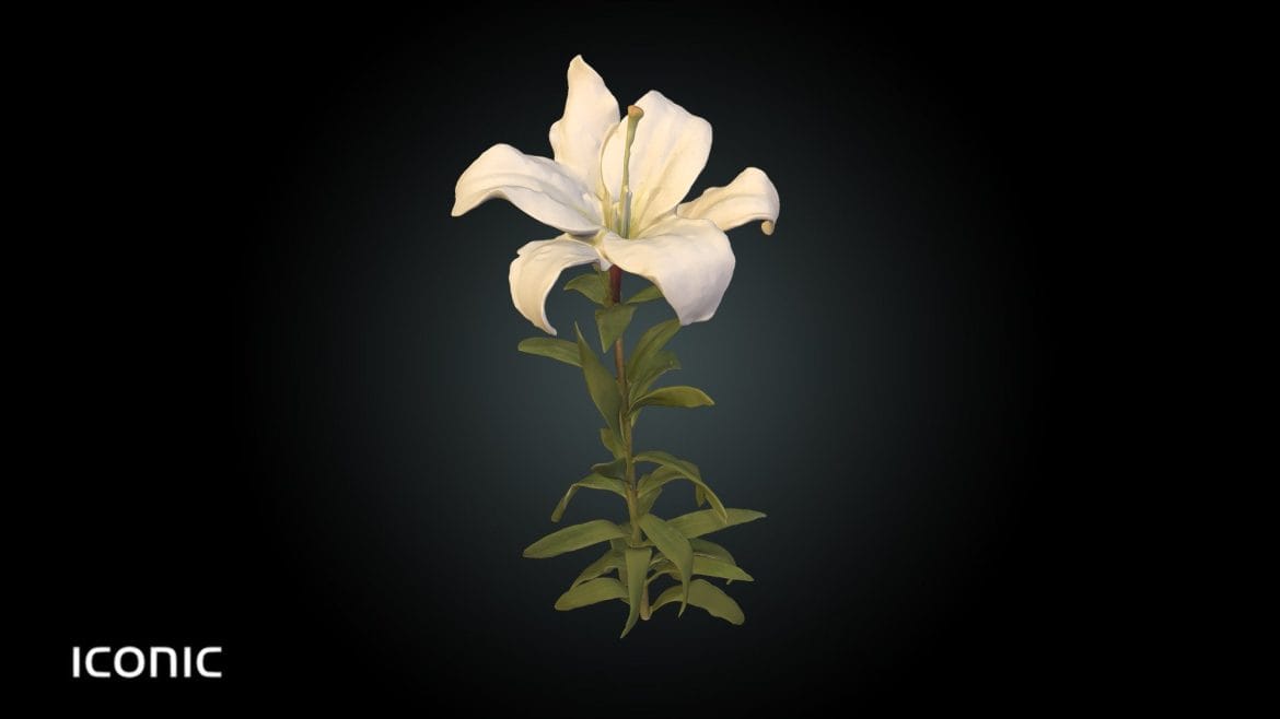 fw1 lilium flower white.thumb