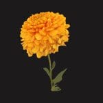 Fw25 – Orange Flower