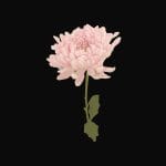 Fw29 – Light Pink Flower