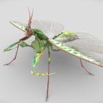 Giant Devil’s Flower Mantis