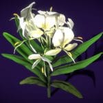 Hedychium Coronarium Koenig Flower