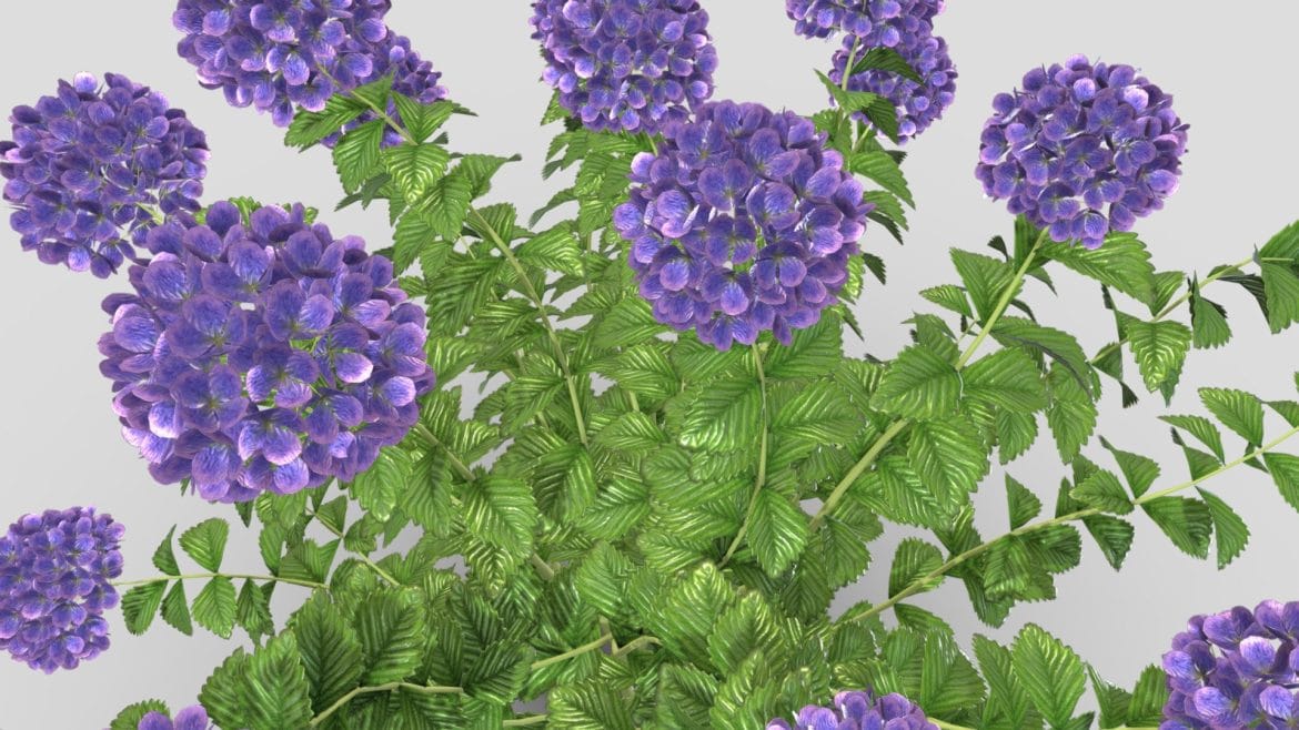hydrangea nature 3d plant.thumb