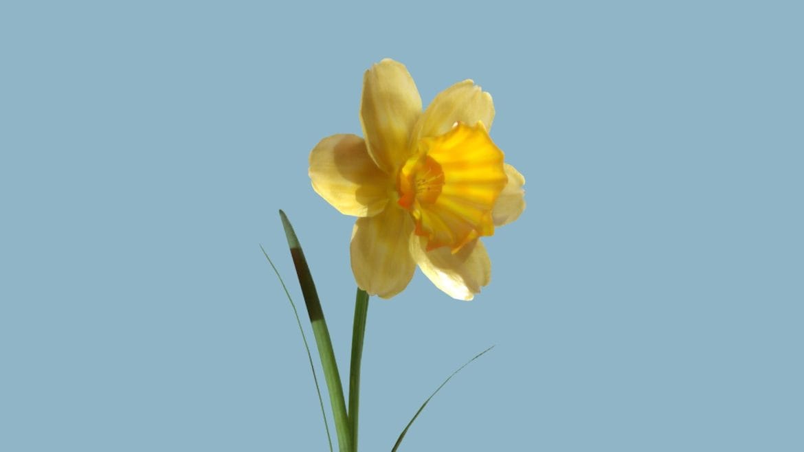 jonquil.thumb