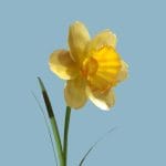 Jonquil