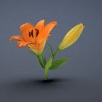 Lilium lancifolium / Tiger Lily