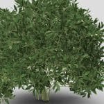 Nature Cleyera Plant