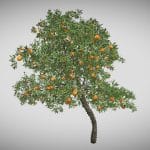 Orange Fruit Flower Tree