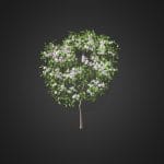 Pear Tree with Flowers 3D Model 2.4m